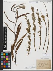 Foto von Salix purpurea L. x Salix viminalis L.